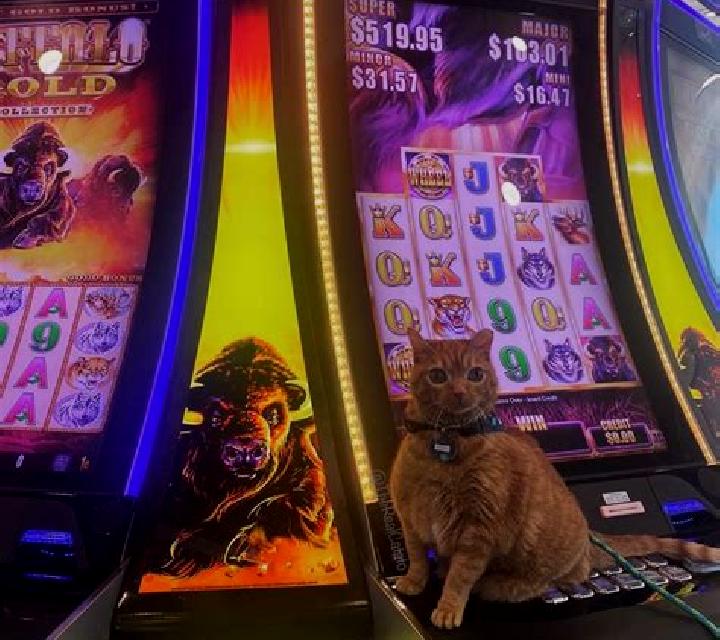1 Reel Mammoth slot